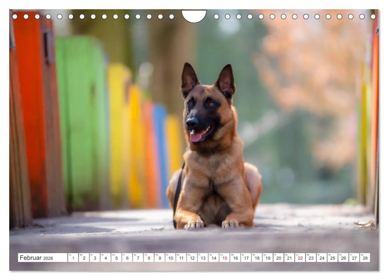 Bild: 9783457720509 | Malinois - belgischer Schäferhund (Wandkalender 2026 DIN A4 quer),...