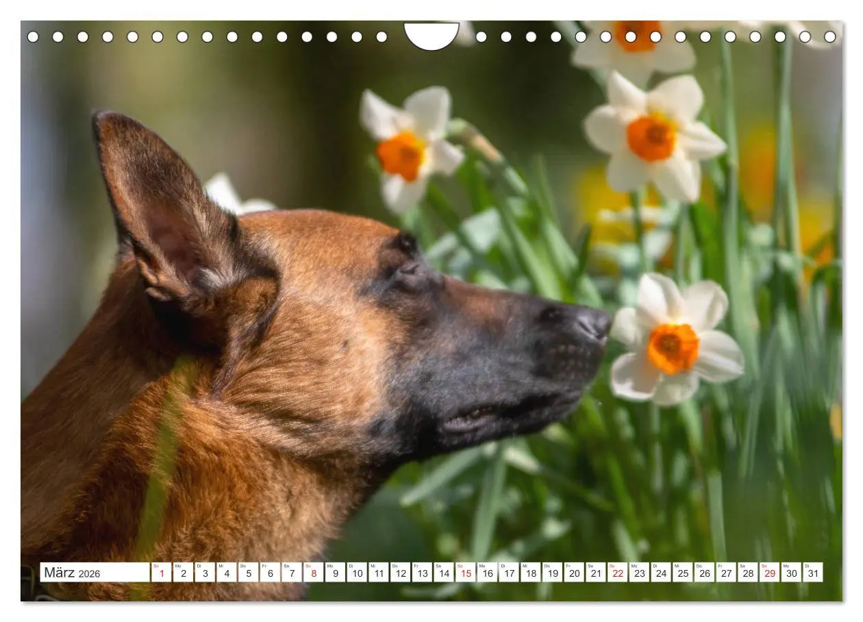 Bild: 9783457720509 | Malinois - belgischer Schäferhund (Wandkalender 2026 DIN A4 quer),...