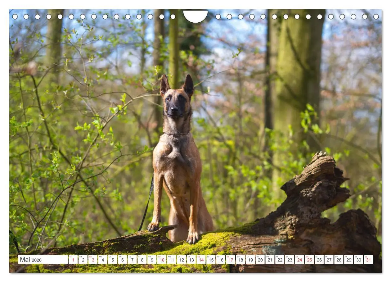 Bild: 9783457720509 | Malinois - belgischer Schäferhund (Wandkalender 2026 DIN A4 quer),...