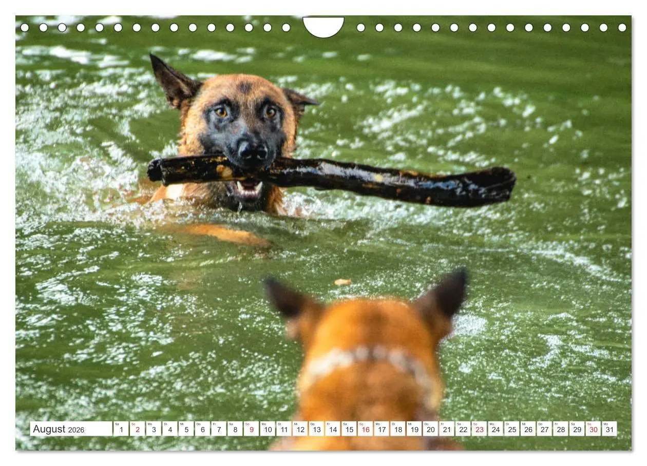 Bild: 9783457720509 | Malinois - belgischer Schäferhund (Wandkalender 2026 DIN A4 quer),...