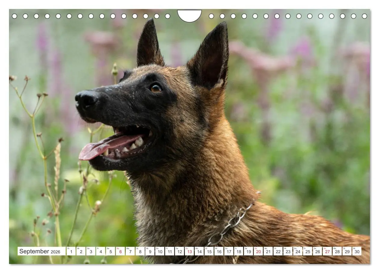 Bild: 9783457720509 | Malinois - belgischer Schäferhund (Wandkalender 2026 DIN A4 quer),...