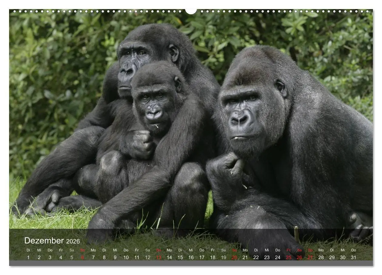 Bild: 9783516050509 | Gorillas. Friedliebende Kraftpakete (hochwertiger Premium...