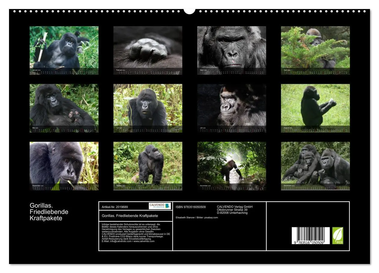 Bild: 9783516050509 | Gorillas. Friedliebende Kraftpakete (hochwertiger Premium...