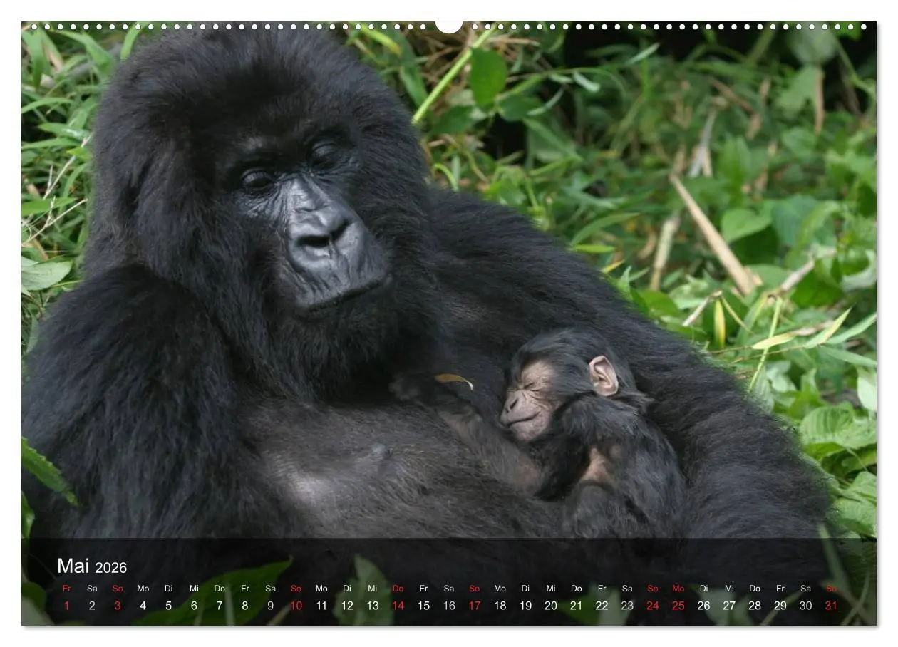 Bild: 9783516050509 | Gorillas. Friedliebende Kraftpakete (hochwertiger Premium...