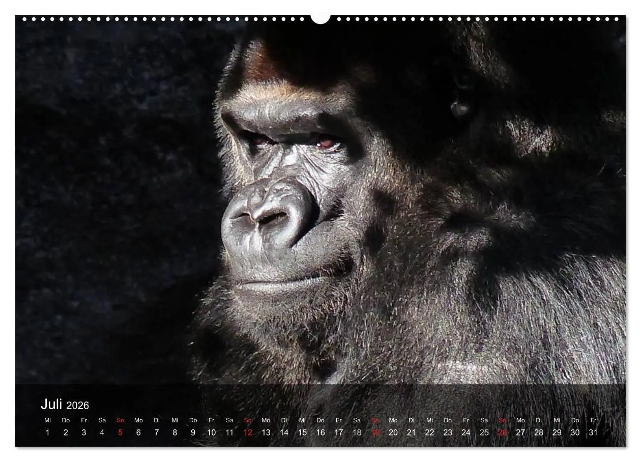 Bild: 9783516050509 | Gorillas. Friedliebende Kraftpakete (hochwertiger Premium...