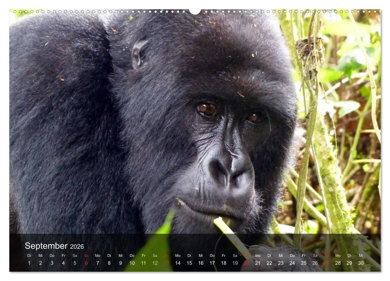 Bild: 9783516050509 | Gorillas. Friedliebende Kraftpakete (hochwertiger Premium...