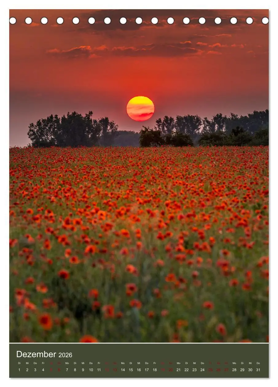 Bild: 9783516360509 | Mohnblumen - kraftvoll und zart (Tischkalender 2026 DIN A5 hoch),...