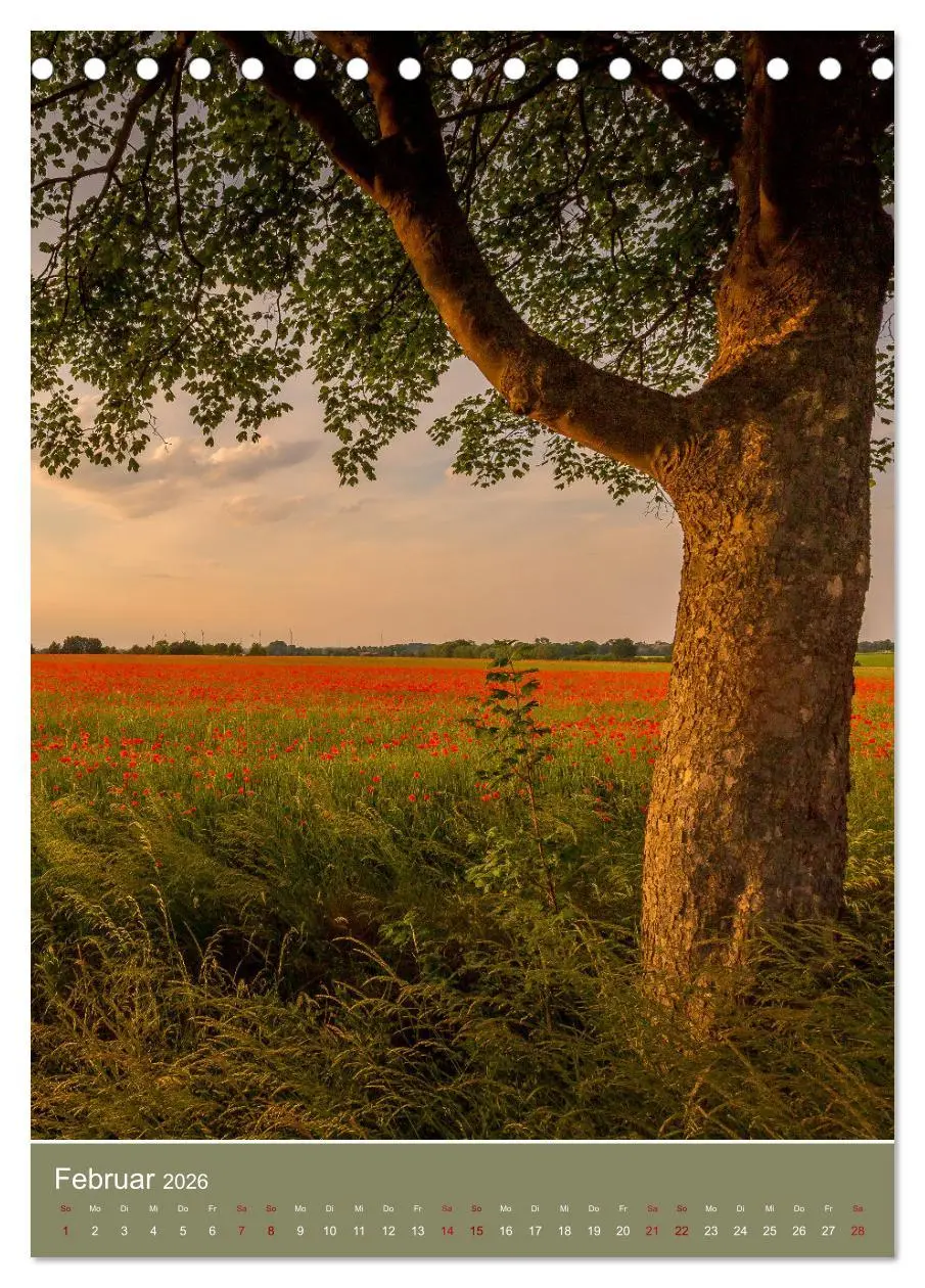 Bild: 9783516360509 | Mohnblumen - kraftvoll und zart (Tischkalender 2026 DIN A5 hoch),...