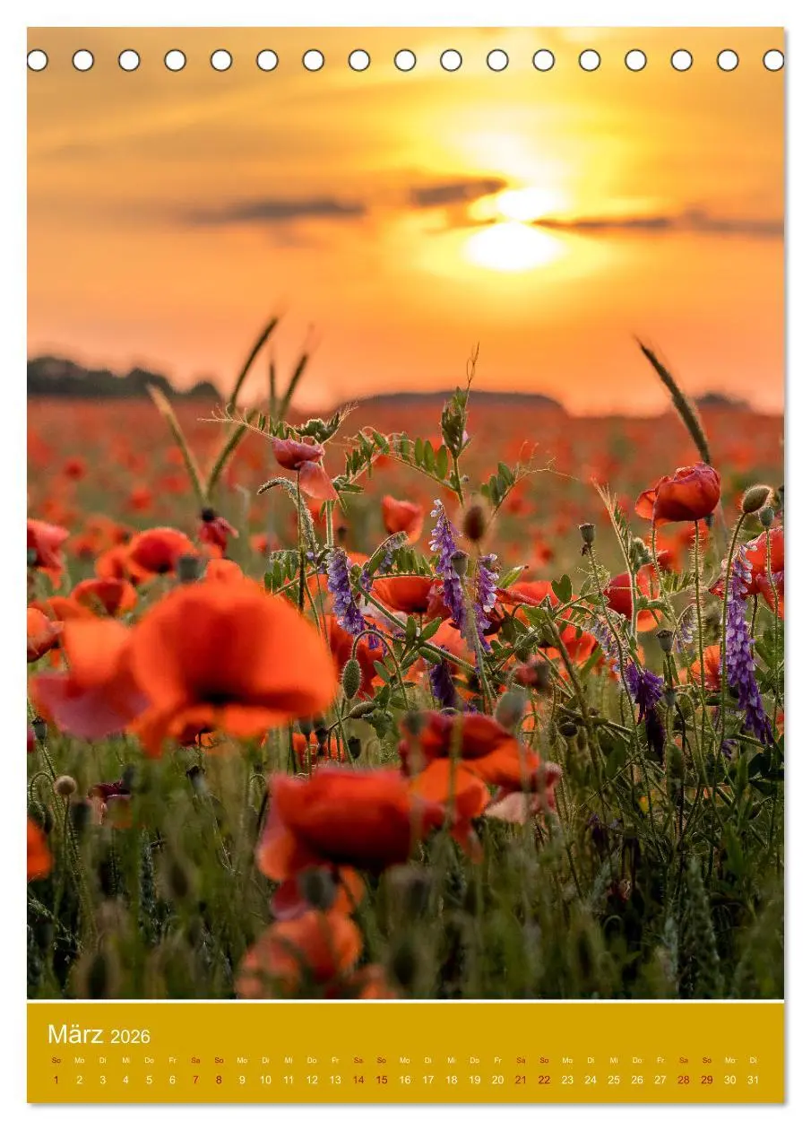 Bild: 9783516360509 | Mohnblumen - kraftvoll und zart (Tischkalender 2026 DIN A5 hoch),...