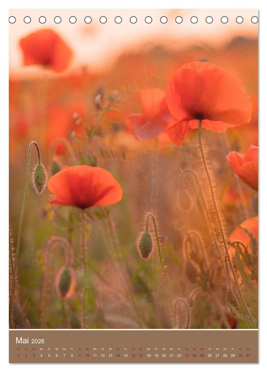 Bild: 9783516360509 | Mohnblumen - kraftvoll und zart (Tischkalender 2026 DIN A5 hoch),...