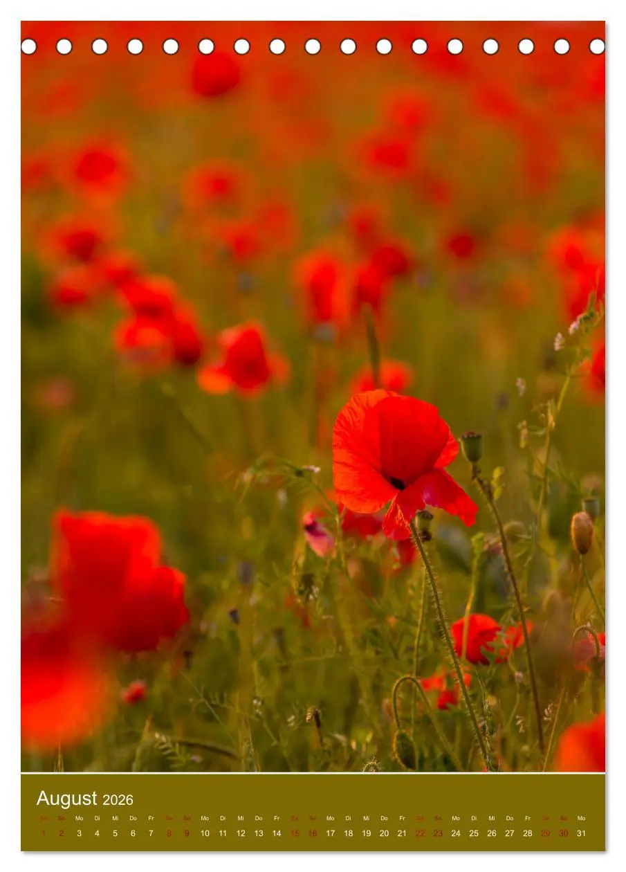 Bild: 9783516360509 | Mohnblumen - kraftvoll und zart (Tischkalender 2026 DIN A5 hoch),...