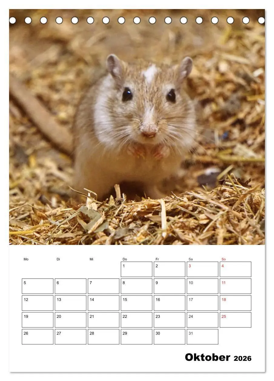 Bild: 9783516381009 | Lustige Rennmäuse (Tischkalender 2026 DIN A5 hoch), CALVENDO...