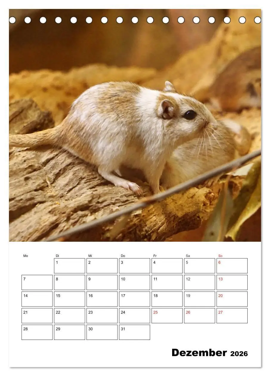 Bild: 9783516381009 | Lustige Rennmäuse (Tischkalender 2026 DIN A5 hoch), CALVENDO...