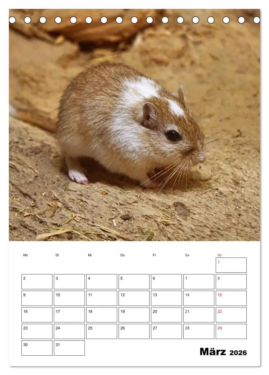 Bild: 9783516381009 | Lustige Rennmäuse (Tischkalender 2026 DIN A5 hoch), CALVENDO...