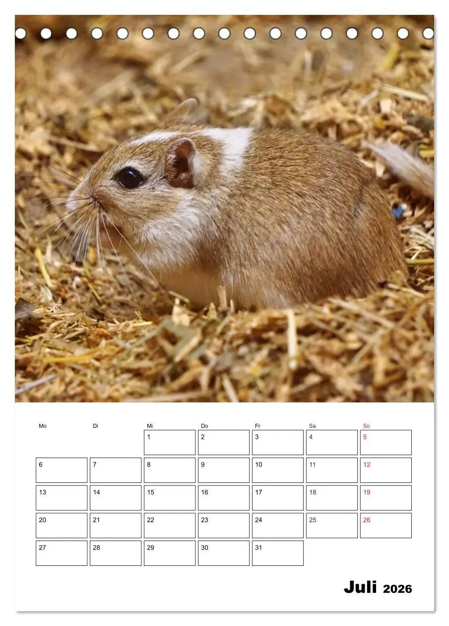Bild: 9783516381009 | Lustige Rennmäuse (Tischkalender 2026 DIN A5 hoch), CALVENDO...