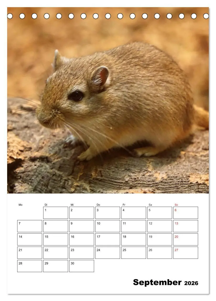 Bild: 9783516381009 | Lustige Rennmäuse (Tischkalender 2026 DIN A5 hoch), CALVENDO...
