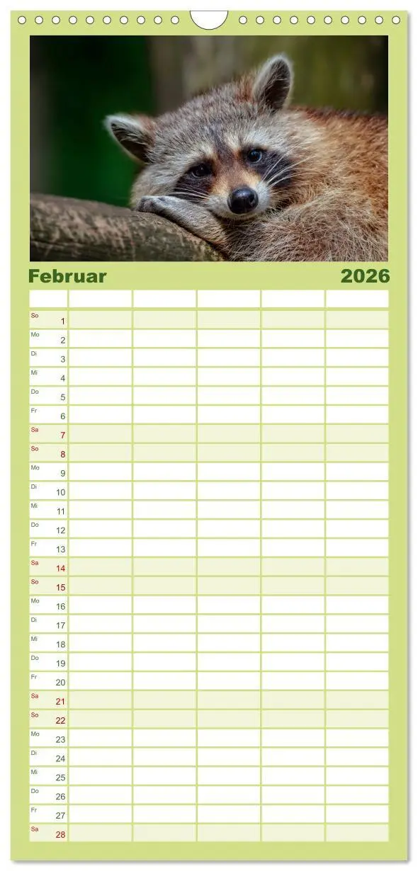 Bild: 9783516521009 | Familienplaner 2026 - Waschbär - Niedlicher Allesfresser mit 5...