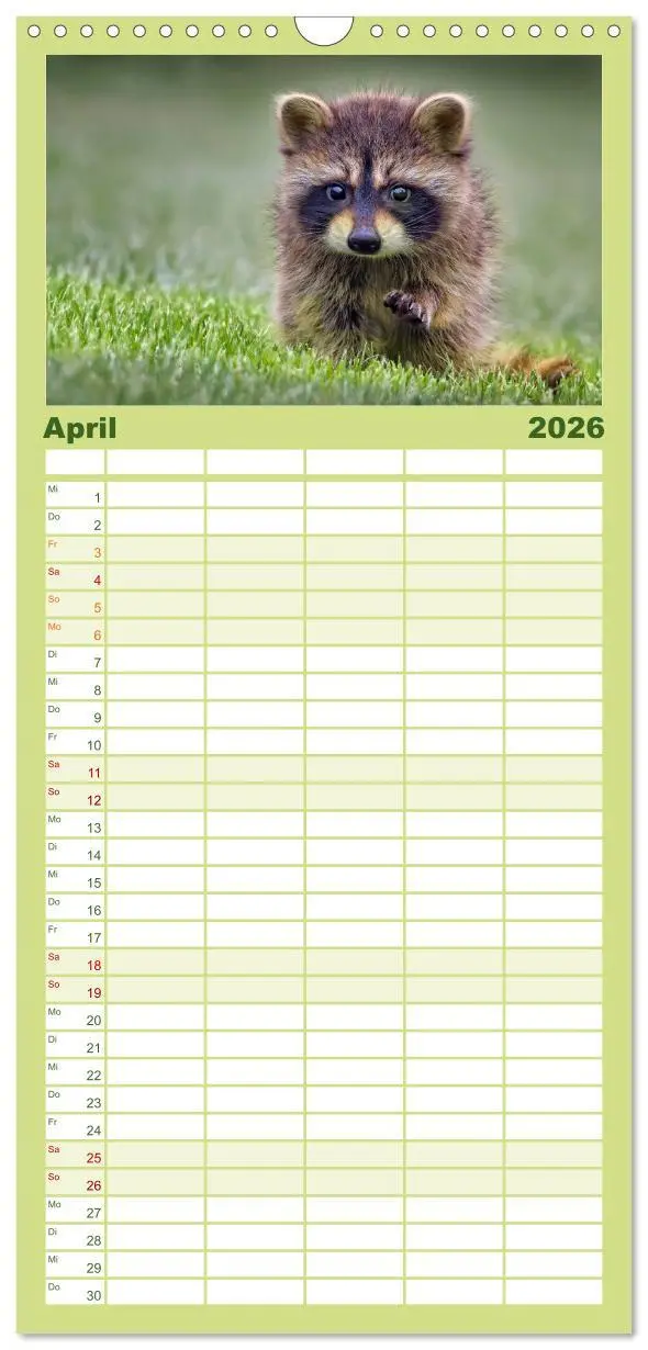 Bild: 9783516521009 | Familienplaner 2026 - Waschbär - Niedlicher Allesfresser mit 5...