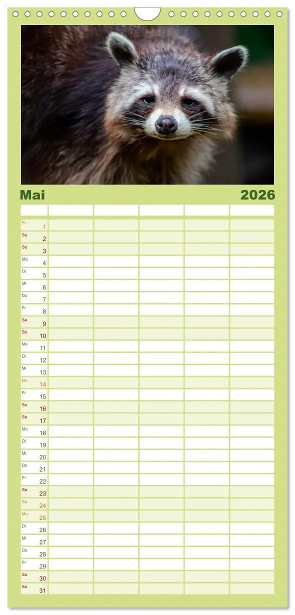 Bild: 9783516521009 | Familienplaner 2026 - Waschbär - Niedlicher Allesfresser mit 5...