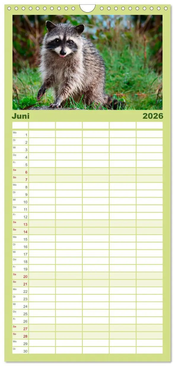 Bild: 9783516521009 | Familienplaner 2026 - Waschbär - Niedlicher Allesfresser mit 5...