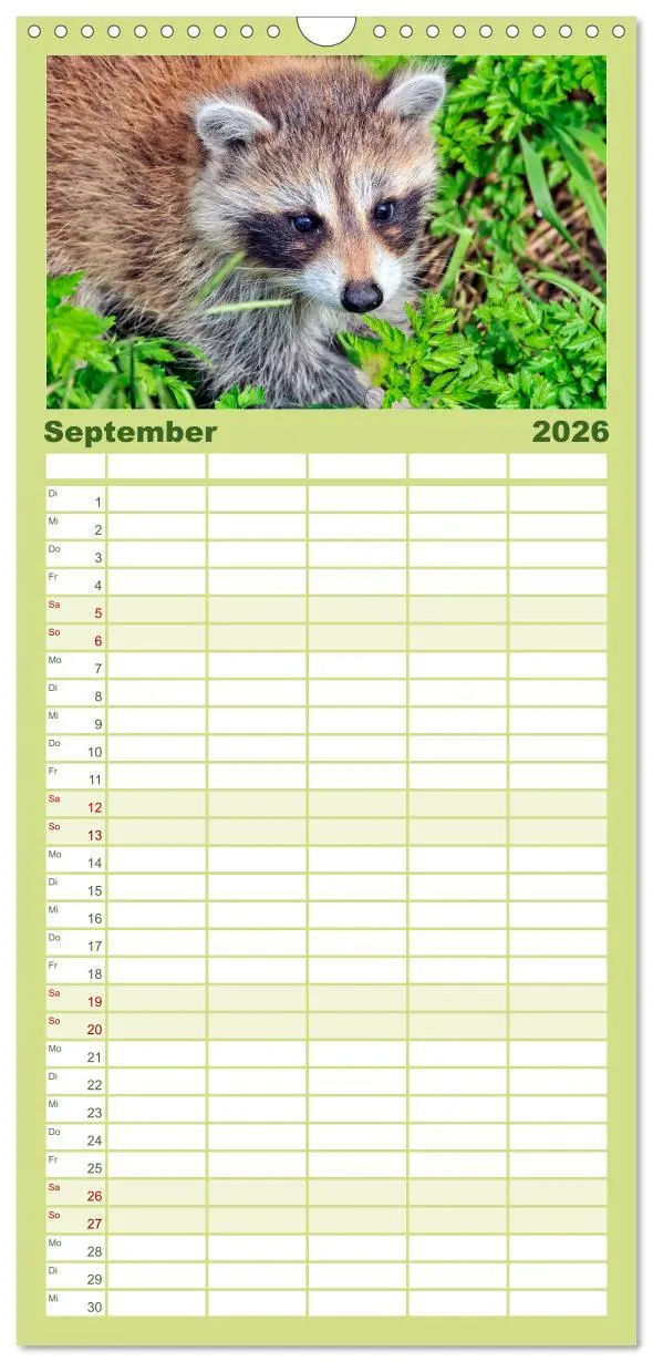 Bild: 9783516521009 | Familienplaner 2026 - Waschbär - Niedlicher Allesfresser mit 5...