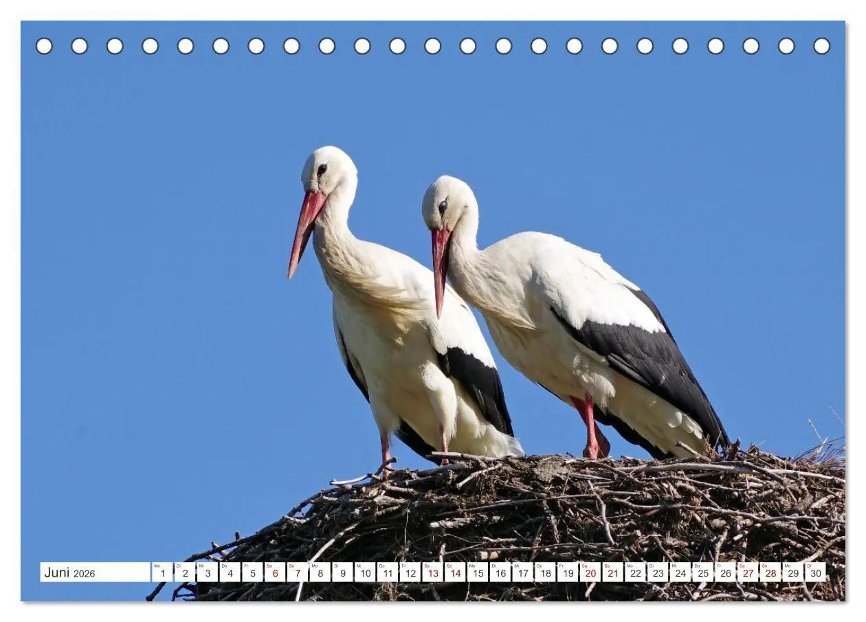 Bild: 9783457801109 | Wildes Wendland (Tischkalender 2026 DIN A5 quer), CALVENDO...