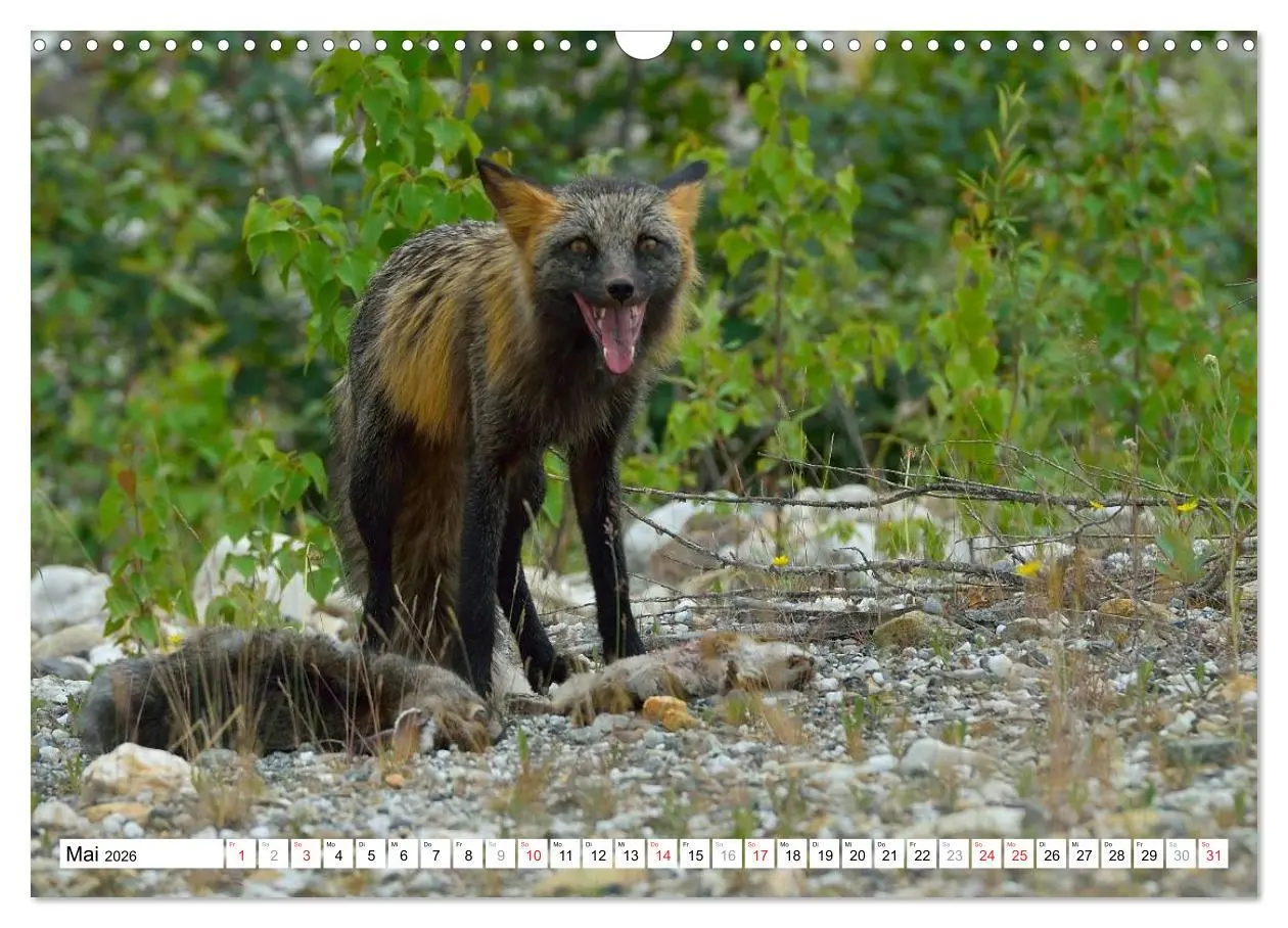 Bild: 9783516061109 | Alaska - Lockruf der Wildnis (Wandkalender 2026 DIN A3 quer),...
