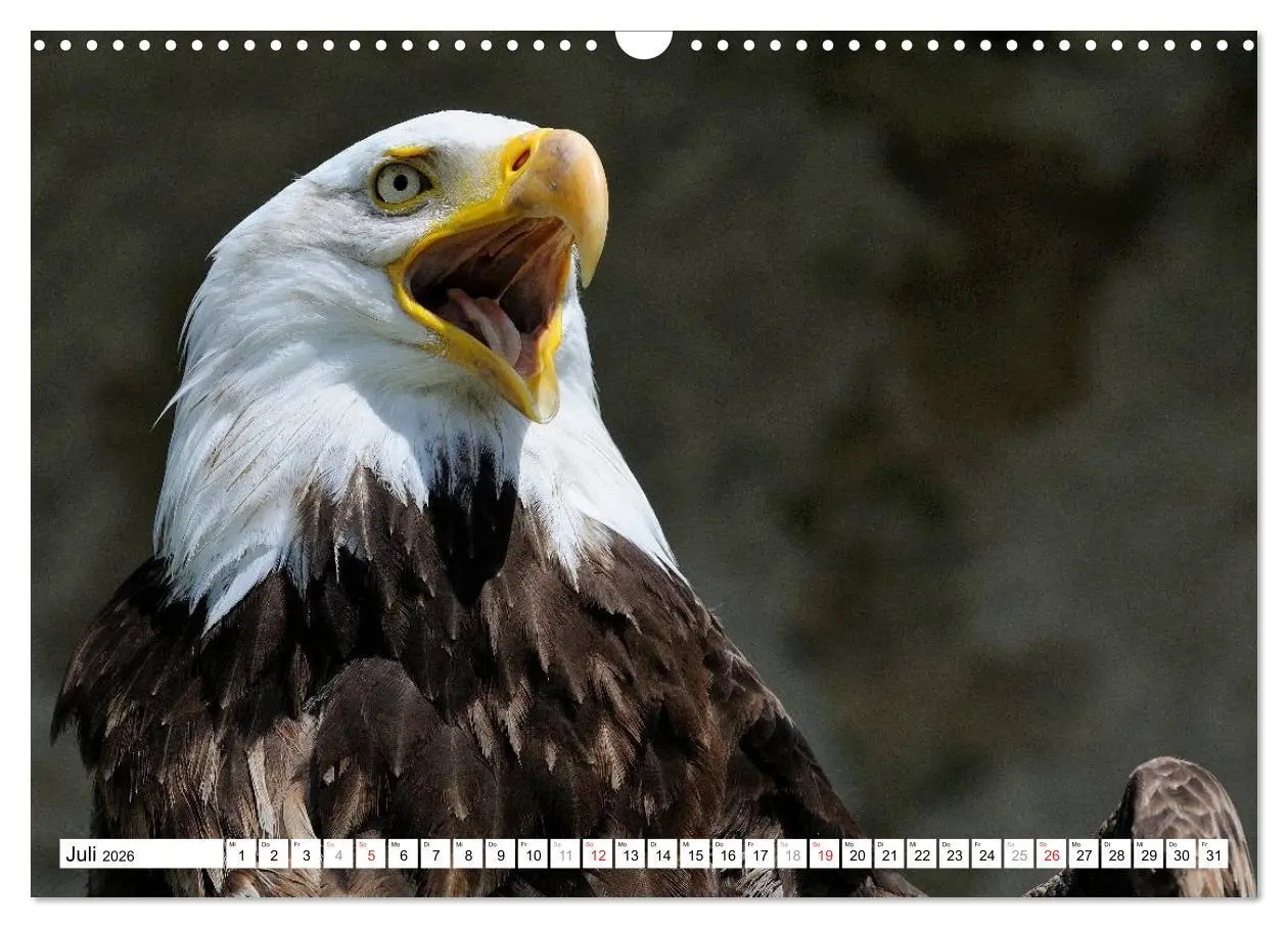 Bild: 9783516061109 | Alaska - Lockruf der Wildnis (Wandkalender 2026 DIN A3 quer),...