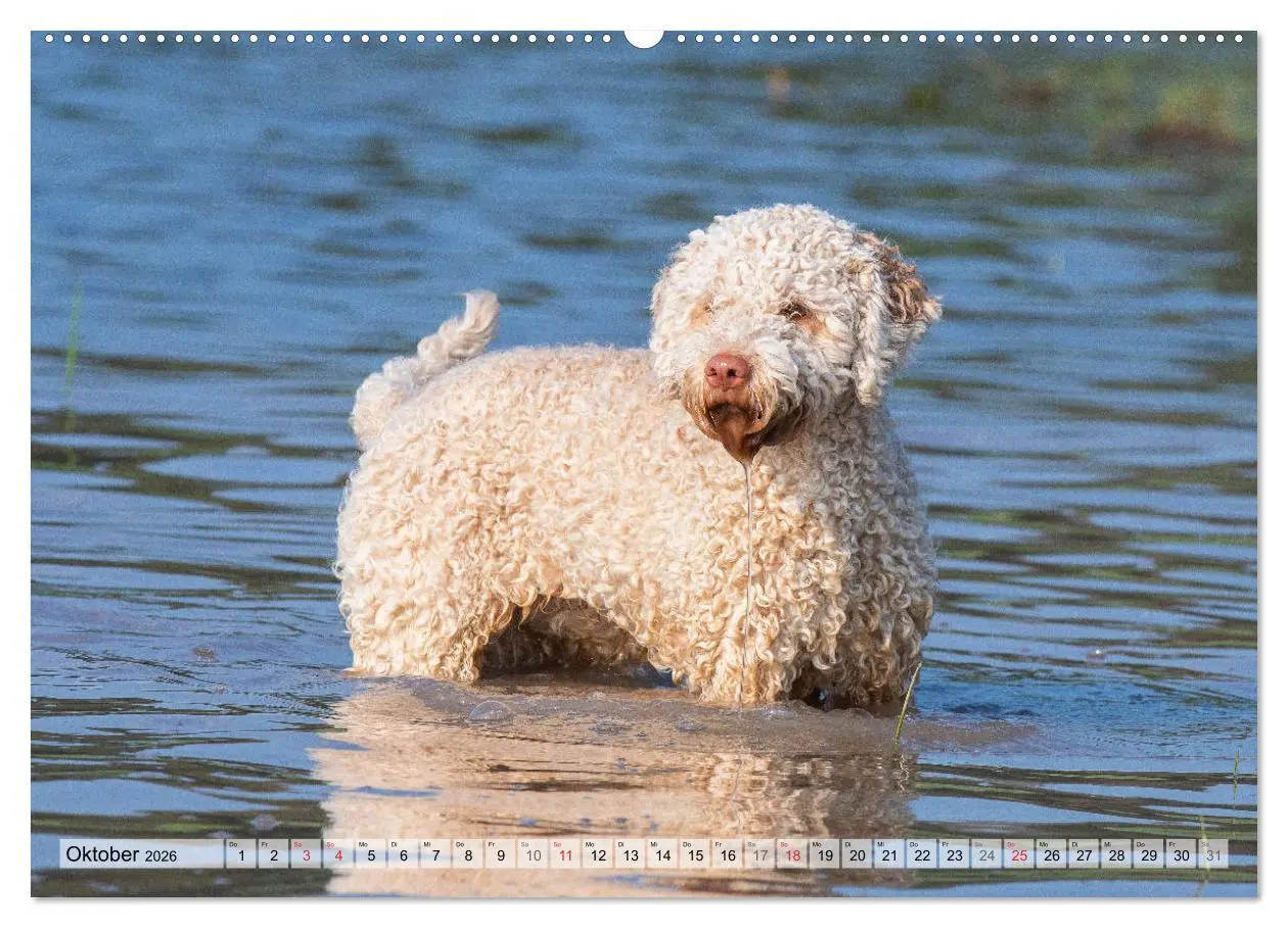 Bild: 9783457721209 | Lagotto Romagnolo - Ein Hund zum Verlieben (hochwertiger Premium...