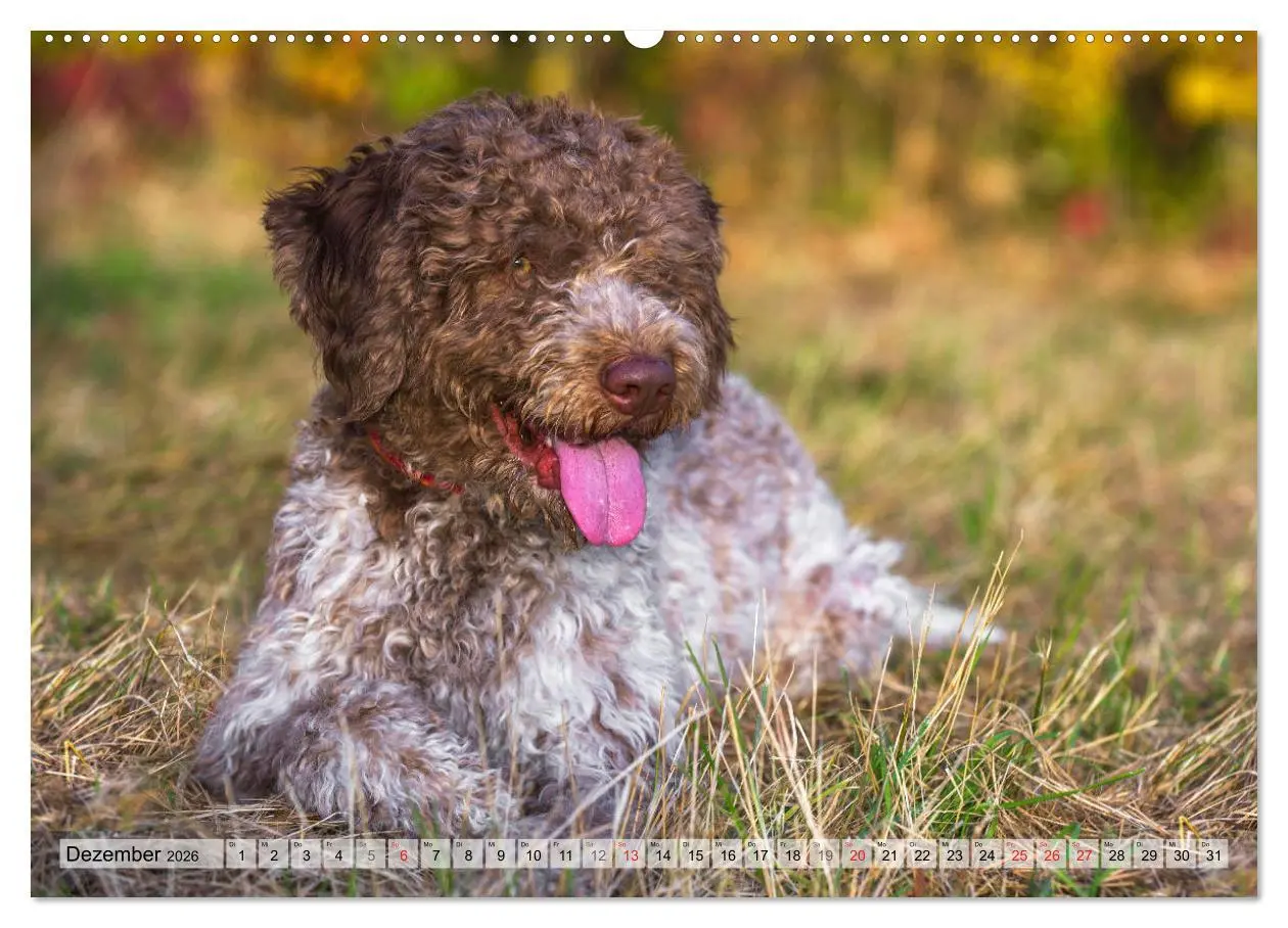 Bild: 9783457721209 | Lagotto Romagnolo - Ein Hund zum Verlieben (hochwertiger Premium...