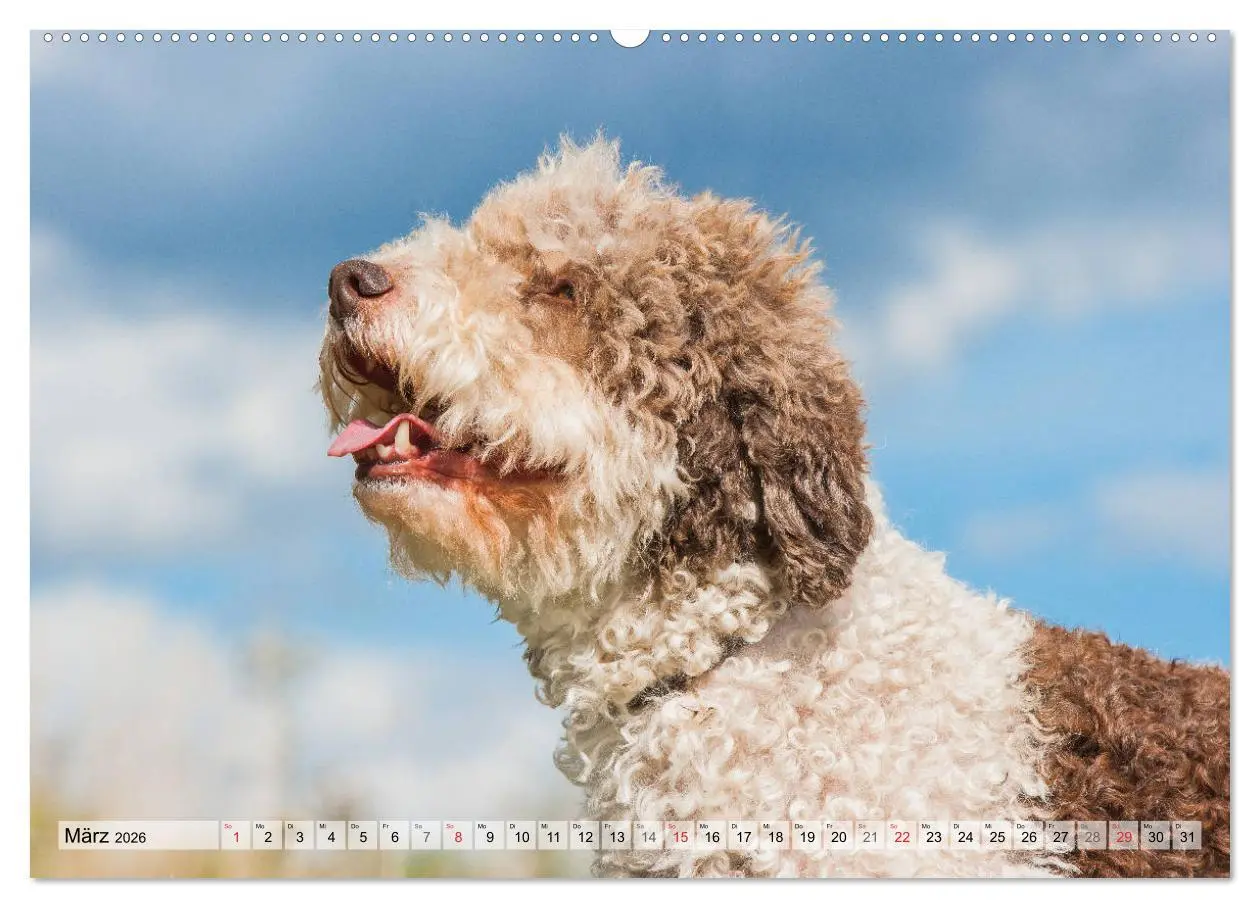 Bild: 9783457721209 | Lagotto Romagnolo - Ein Hund zum Verlieben (hochwertiger Premium...
