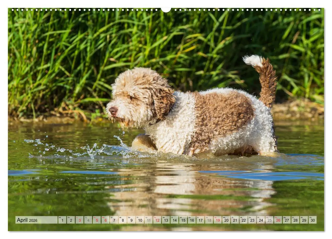 Bild: 9783457721209 | Lagotto Romagnolo - Ein Hund zum Verlieben (hochwertiger Premium...