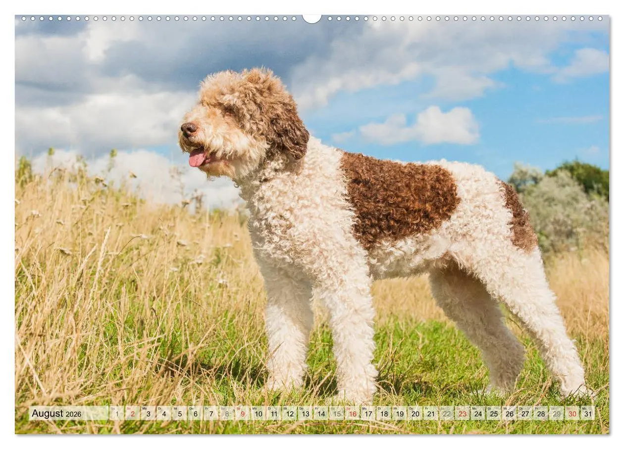 Bild: 9783457721209 | Lagotto Romagnolo - Ein Hund zum Verlieben (hochwertiger Premium...