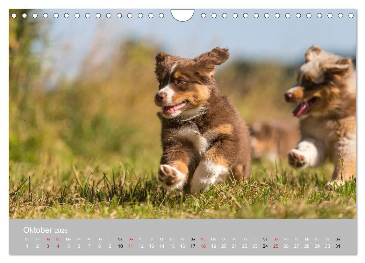 Bild: 9783516121209 | Australian Shepherd 2026 (Wandkalender 2026 DIN A4 quer), CALVENDO...
