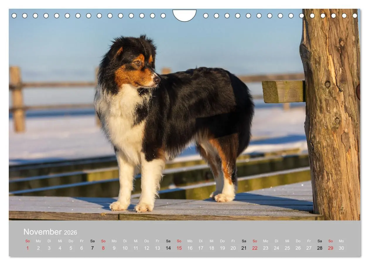 Bild: 9783516121209 | Australian Shepherd 2026 (Wandkalender 2026 DIN A4 quer), CALVENDO...