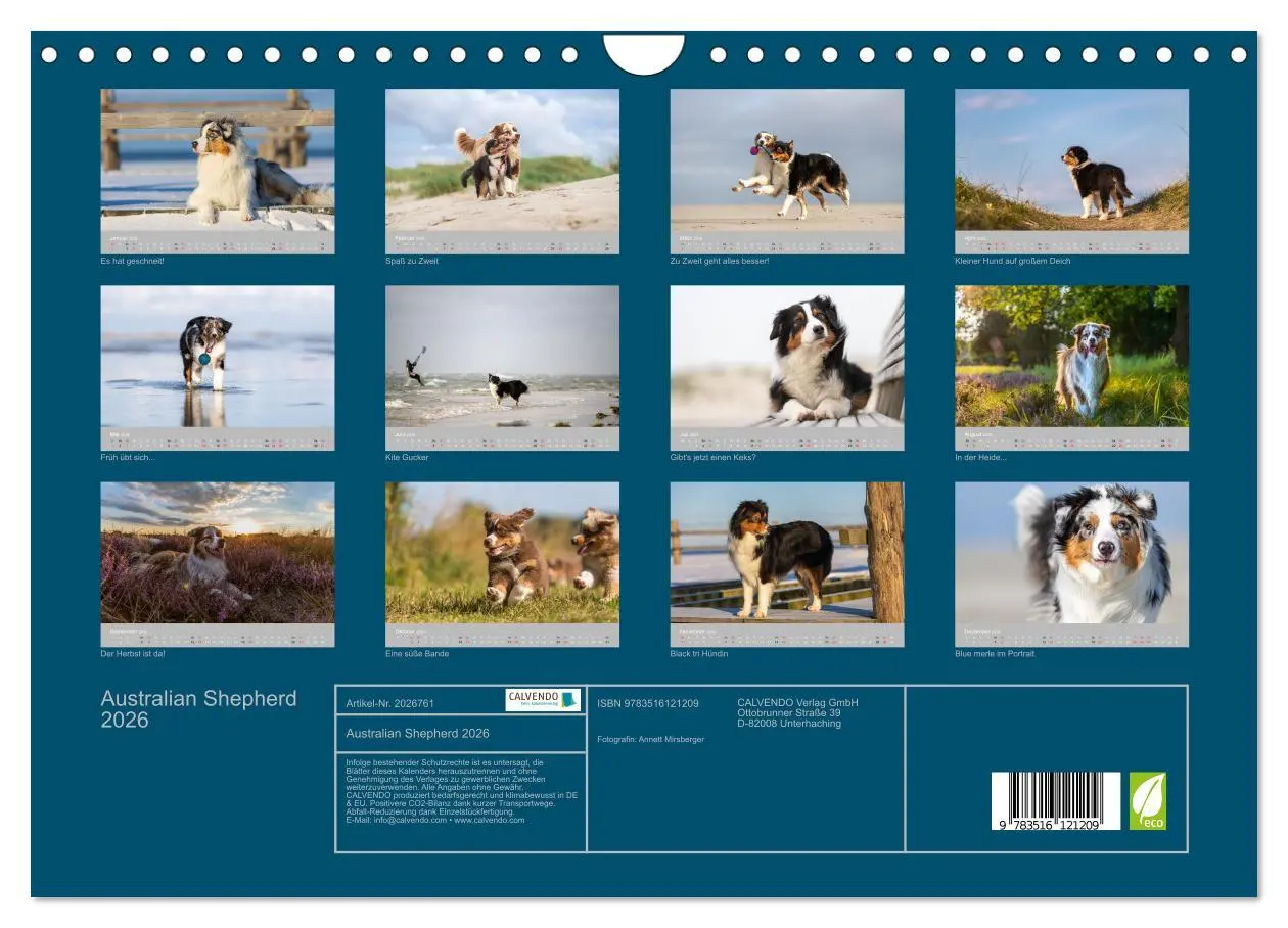 Bild: 9783516121209 | Australian Shepherd 2026 (Wandkalender 2026 DIN A4 quer), CALVENDO...