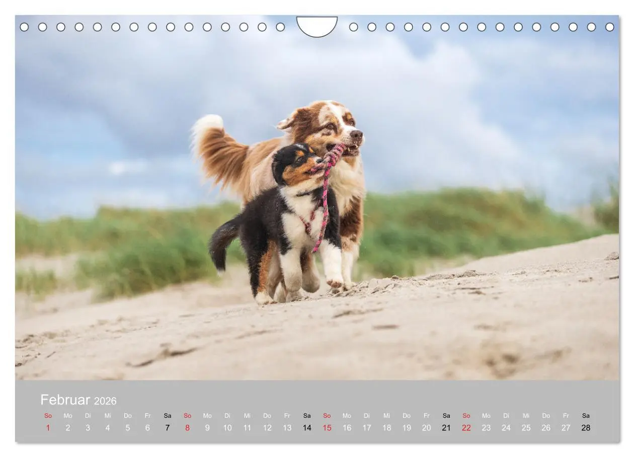 Bild: 9783516121209 | Australian Shepherd 2026 (Wandkalender 2026 DIN A4 quer), CALVENDO...