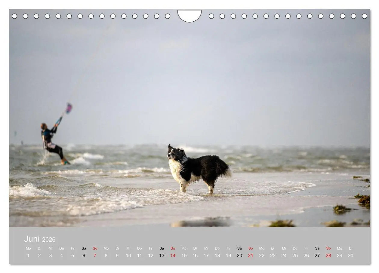 Bild: 9783516121209 | Australian Shepherd 2026 (Wandkalender 2026 DIN A4 quer), CALVENDO...