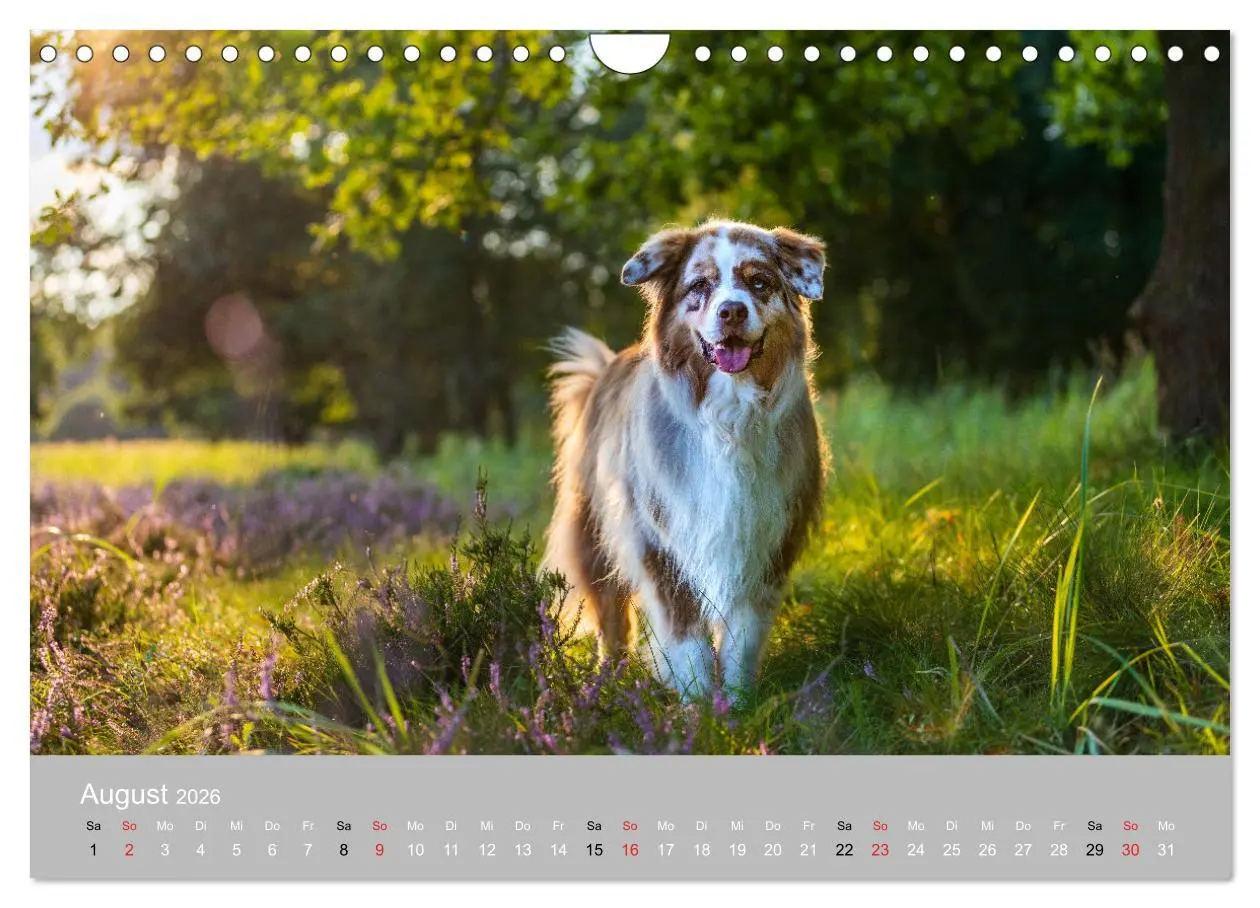 Bild: 9783516121209 | Australian Shepherd 2026 (Wandkalender 2026 DIN A4 quer), CALVENDO...