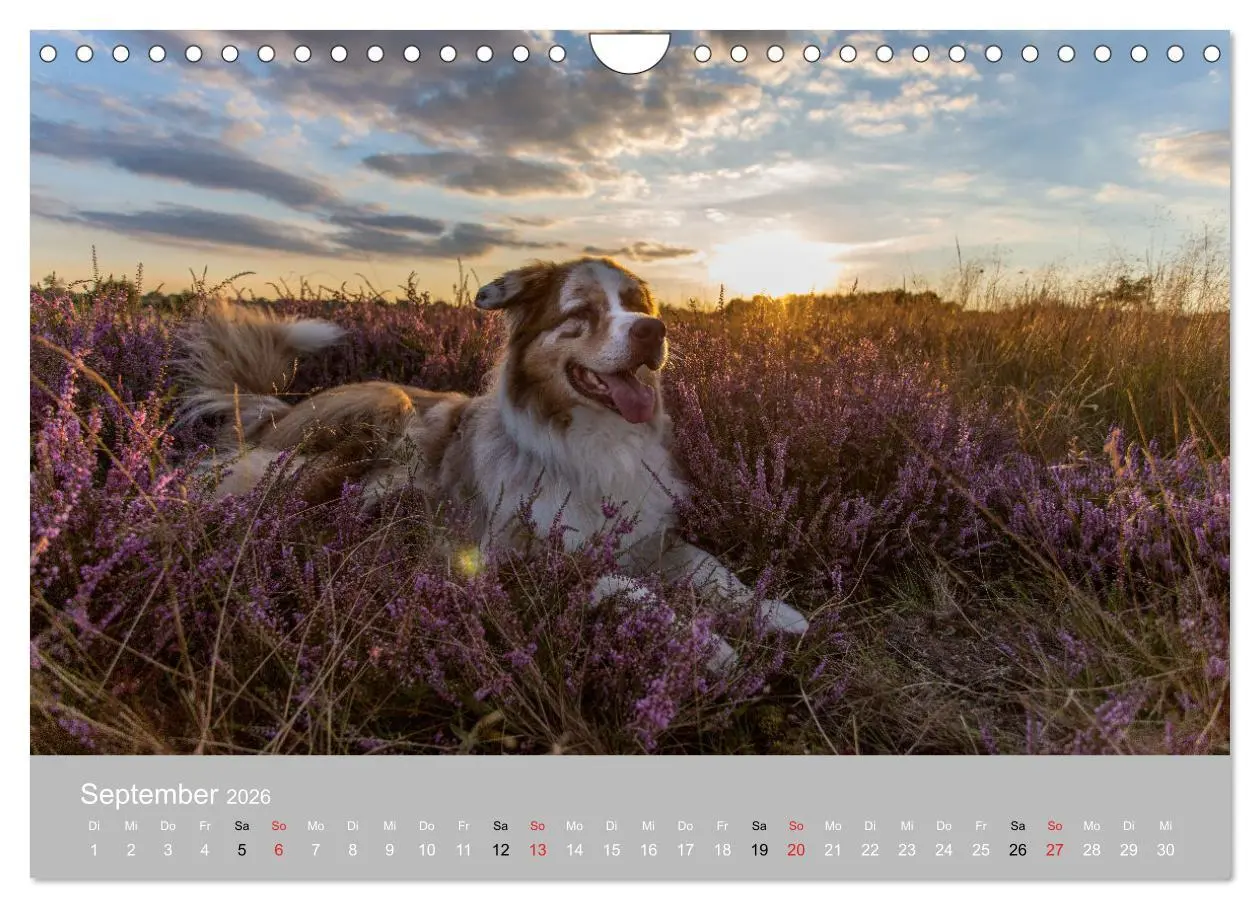 Bild: 9783516121209 | Australian Shepherd 2026 (Wandkalender 2026 DIN A4 quer), CALVENDO...