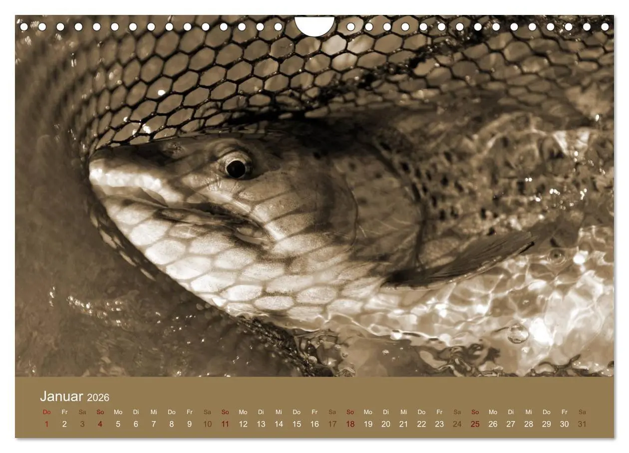 Bild: 9783516101409 | Fliegenfischen (Wandkalender 2026 DIN A4 quer), CALVENDO...