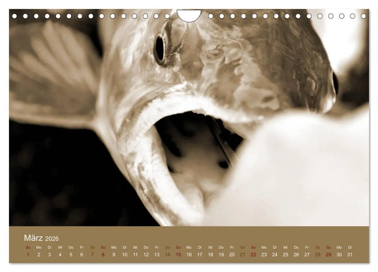 Bild: 9783516101409 | Fliegenfischen (Wandkalender 2026 DIN A4 quer), CALVENDO...