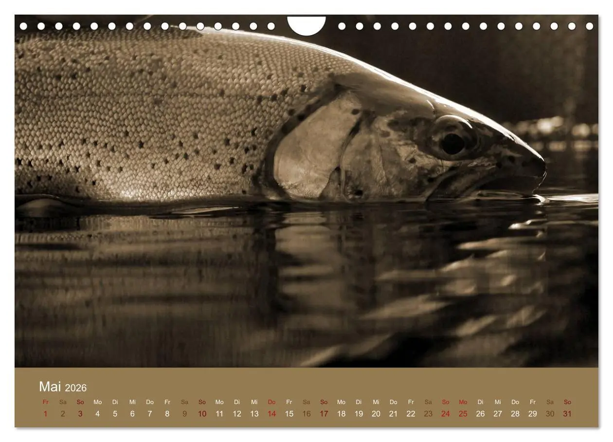 Bild: 9783516101409 | Fliegenfischen (Wandkalender 2026 DIN A4 quer), CALVENDO...