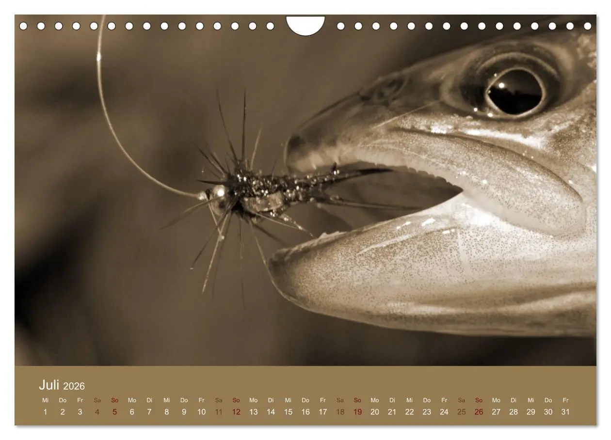 Bild: 9783516101409 | Fliegenfischen (Wandkalender 2026 DIN A4 quer), CALVENDO...