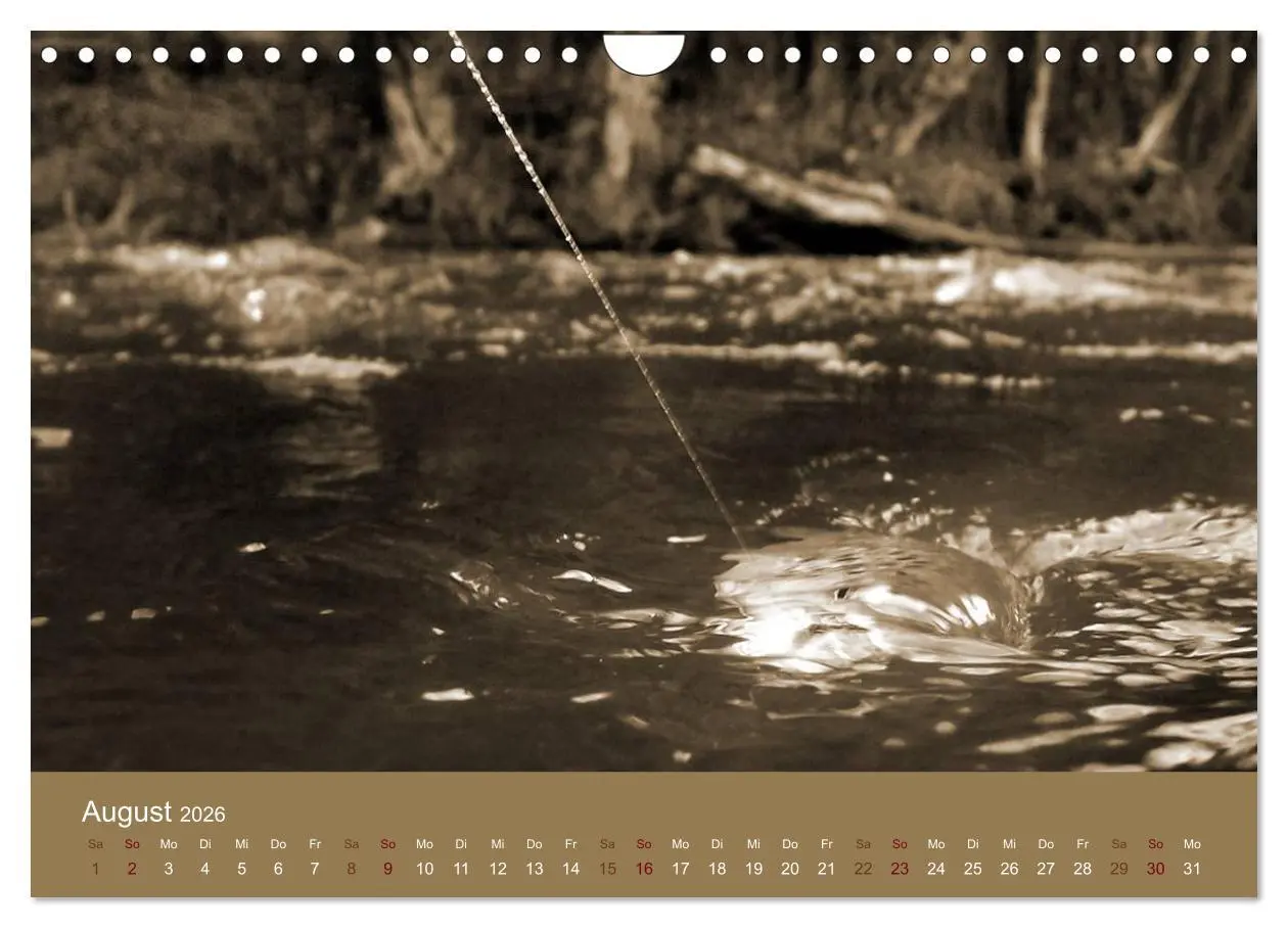Bild: 9783516101409 | Fliegenfischen (Wandkalender 2026 DIN A4 quer), CALVENDO...