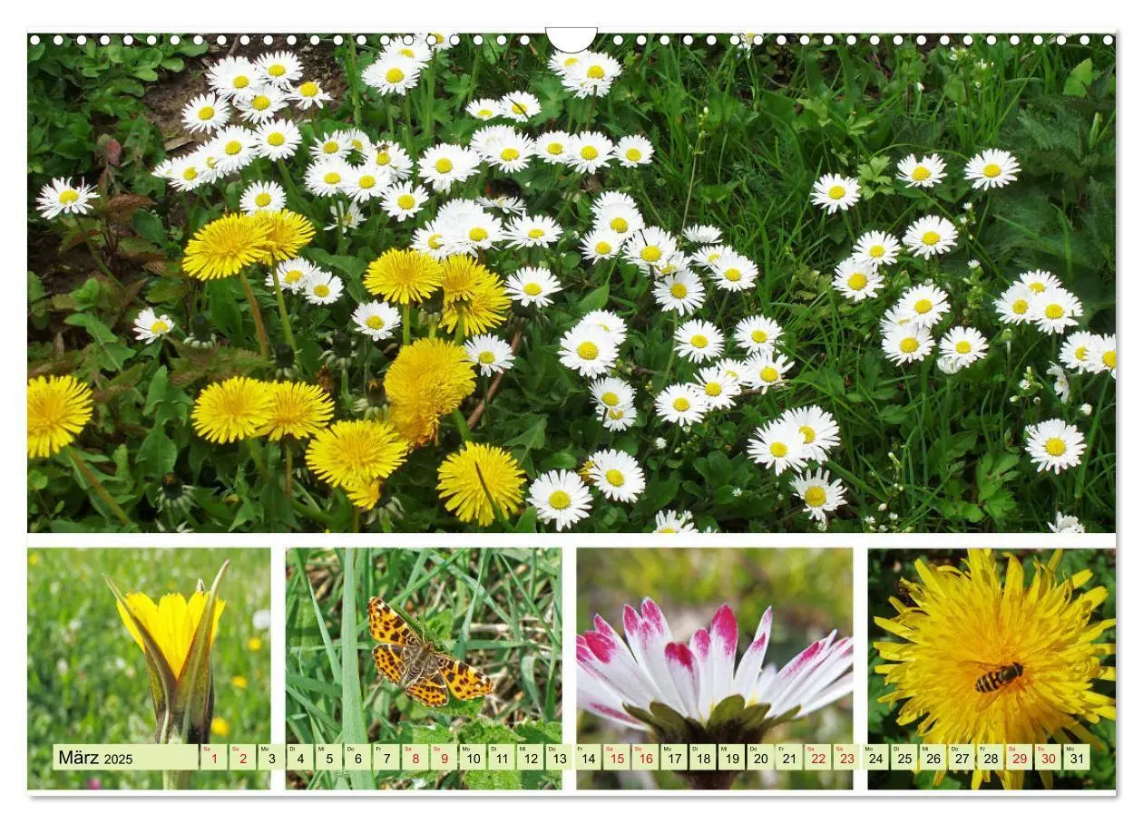 Bild: 9783435221509 | Blütenmeer am Wegesrand (Wandkalender 2025 DIN A3 quer), CALVENDO...