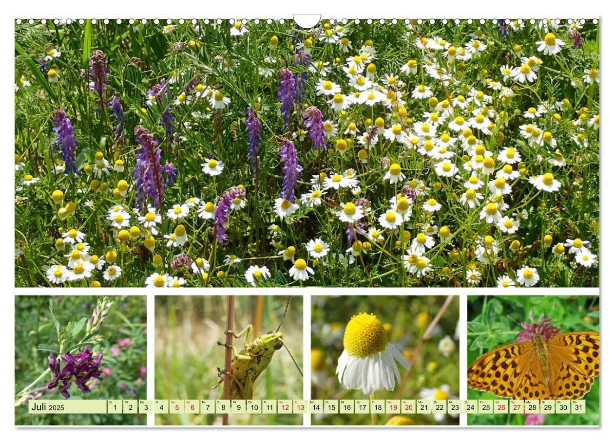 Bild: 9783435221509 | Blütenmeer am Wegesrand (Wandkalender 2025 DIN A3 quer), CALVENDO...