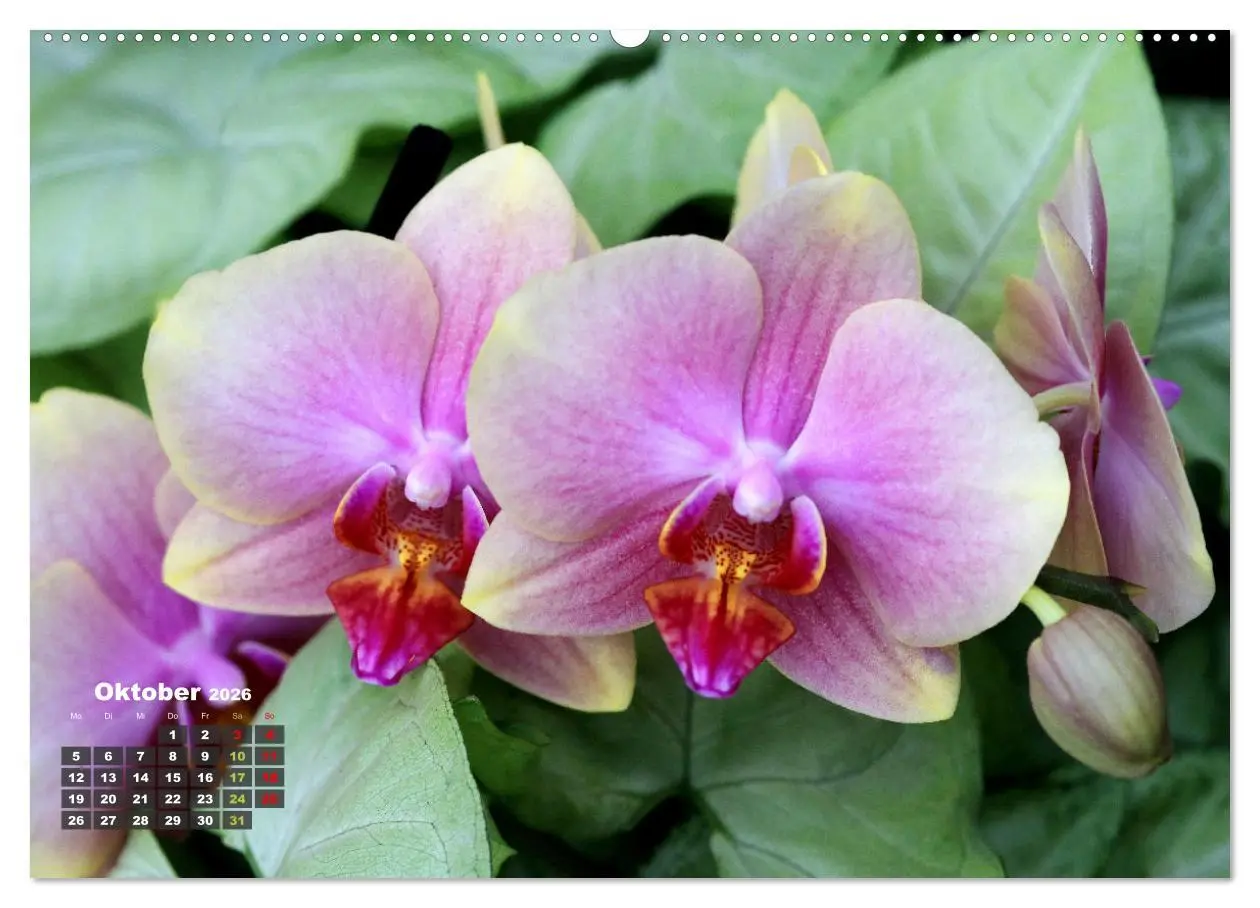 Bild: 9783457461709 | Prächtige Orchideen (hochwertiger Premium Wandkalender 2026 DIN A2...