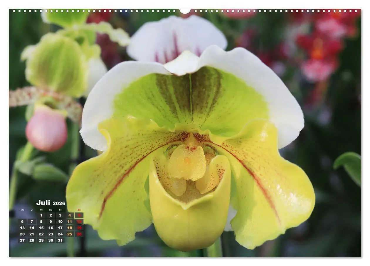 Bild: 9783457461709 | Prächtige Orchideen (hochwertiger Premium Wandkalender 2026 DIN A2...