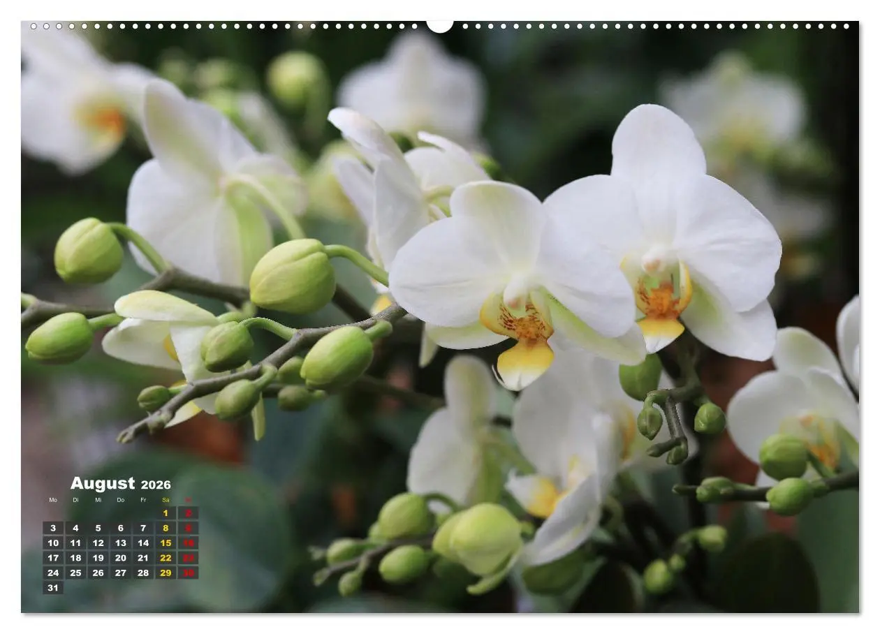 Bild: 9783457461709 | Prächtige Orchideen (hochwertiger Premium Wandkalender 2026 DIN A2...